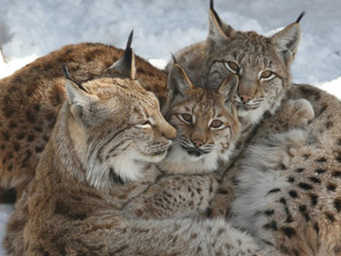 lynxes-in-the-snow1